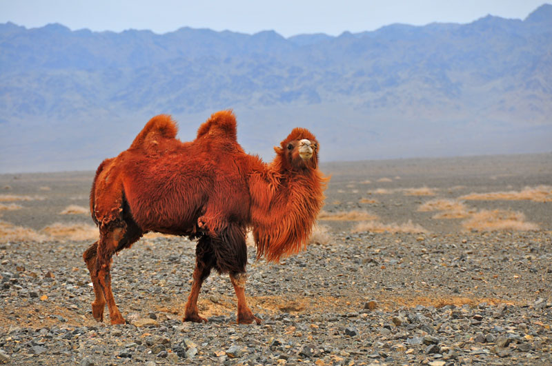 Mongolia